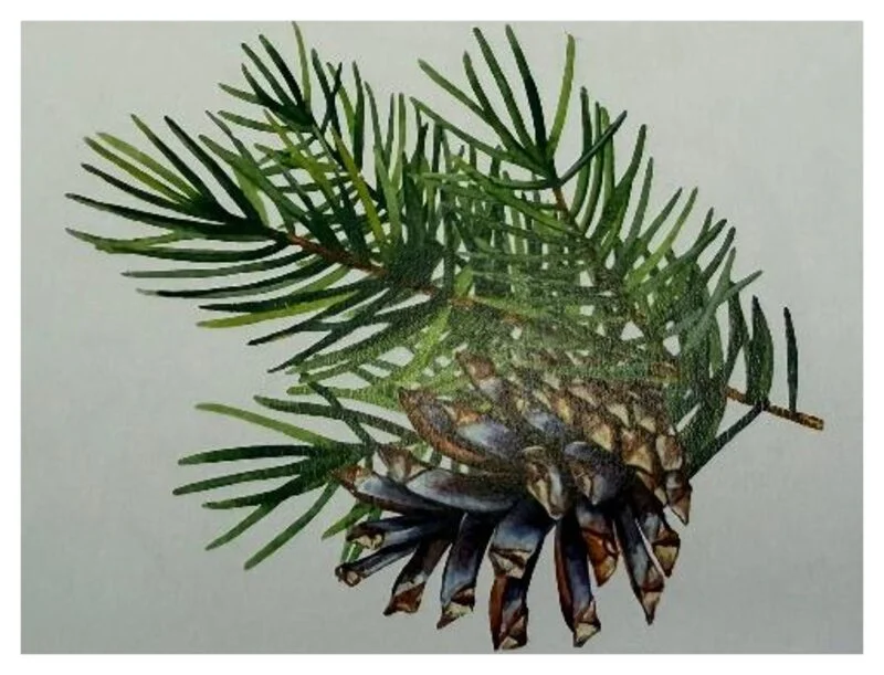 Aquarell: Nadelzweig mit Zapfen