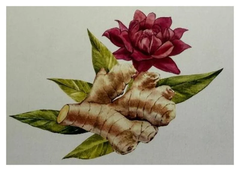 Aquarell: Ingwer