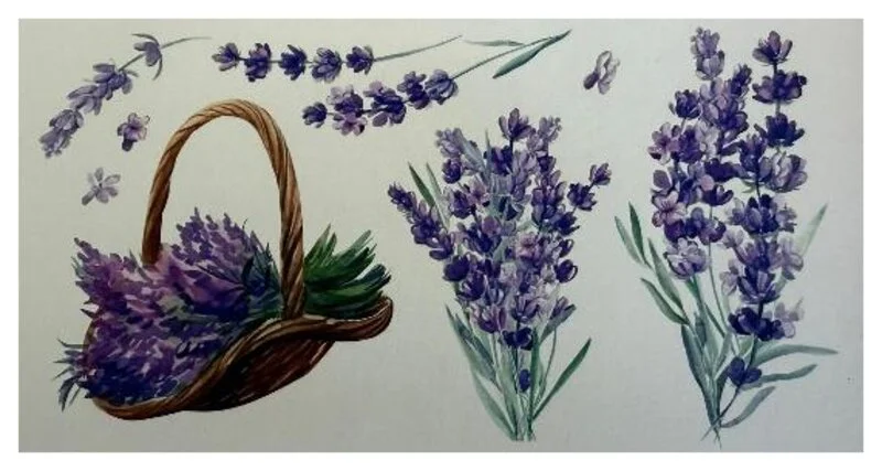Aquarell: Lavendel