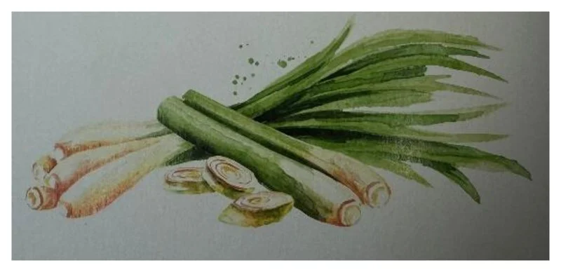 Aquarell: Lemongrass
