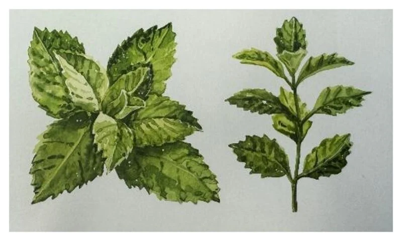 Aquarell: Melisse