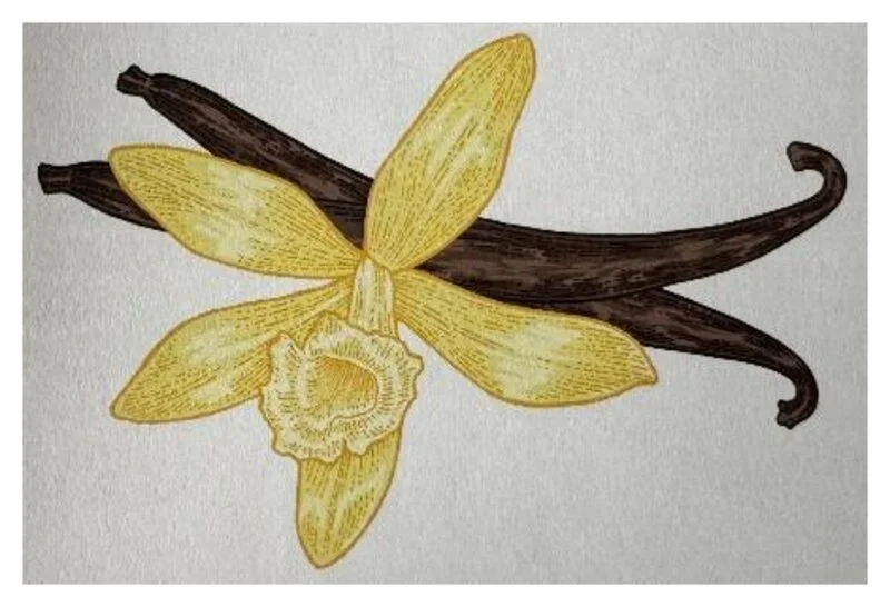 Aquarell: Vanille