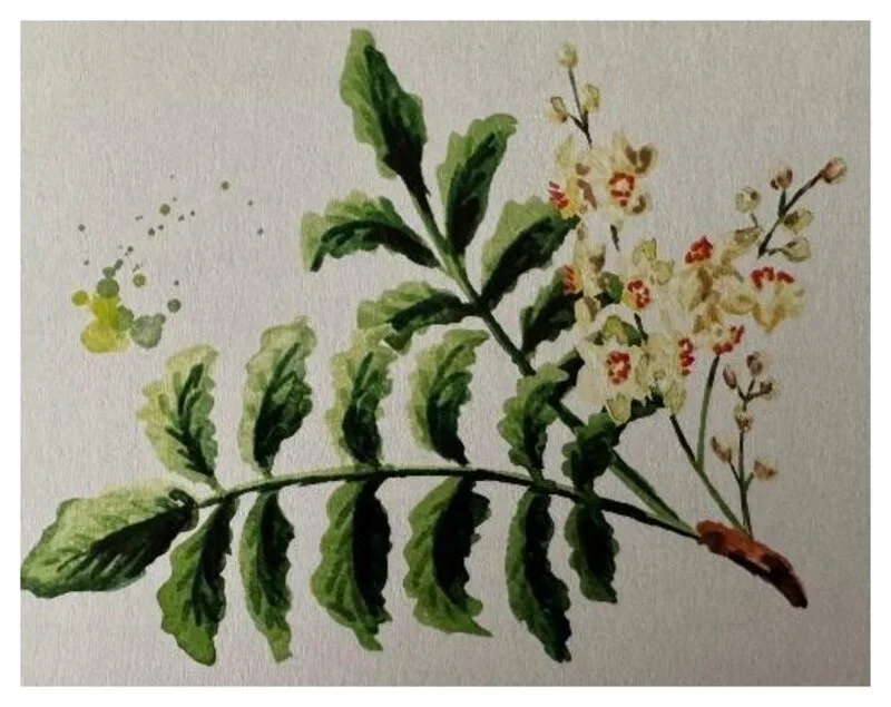 Aquarell: Fiederblatt mit cremefarbenen Blüten